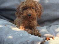 2 yaş dişi toy poodle