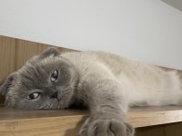 ANNE OĞUL KEDİLER AYRILMAYACAK ŞEKİLDE SAHİPLENDİRİLCEKTİR