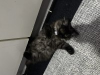 Yavru Kedimiz British Longhair