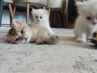 Tatlı british shorthair maviş kediler