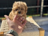 Ankarada yasal çiftlikde ziyarete açık maltipoo