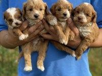 Maltipoo Bebeklerim