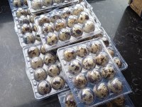 KULUÇKALIK BILDIRCIN YUMURTASI (12 ADET)