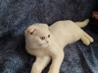 Scottish Fold Beyaz 3 Aylık