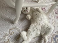 Scottish fold kızımızı sahiplendirmek zorundayız