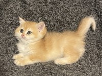 Anne Baba Şecereli Golden NY12 Safkan British Shorthair