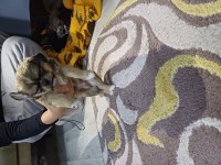 45 günlük pekinez köpekler