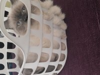 British longhair blue point cinsi 9 aylık erkek