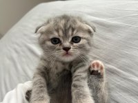 Son kalan yavru scottish fold