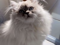 Dünya güzeli british longhair kızımız ailesini bekliyor