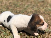 Safkan anne ve babadan beagle yavruları