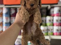 Toy poodle kore kan yavrularımız ilk aşıları yapıldı