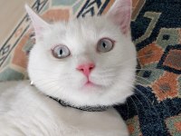 ANKARA KEDİMİ SAHİPLENDİRMEK İSTİYORUM 8 AYLIK DİŞİ