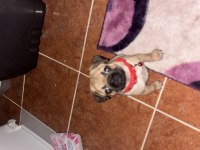 4 aylık pug yavrusu