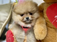 Mini teacup pomeranian kızımız tam bir ayıcık