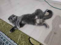 Ücretsiz scottish fold kedisi