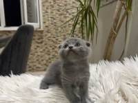Scottish fold british shorthair ve longhair yavrular