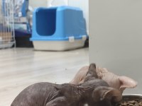 Sphynx home old eyesler