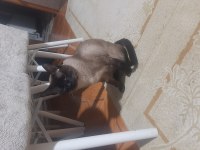 Bir buçuk aylık yavru siyam kedisi