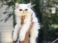 Sağlıklı iran kedisi yavrular