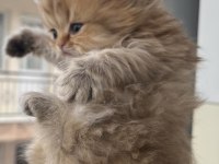 British longhair golden dişi yavru kedimiz