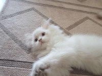 Uysal oyuncu 3 dişi ve 1 erkek british longhair yavrular