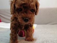 Teddy Face Toy Poodle