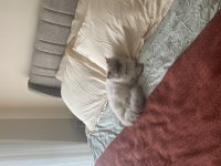British longhair erkek