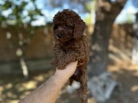 Sağlık ve ırk garantili toy poodle yavrularımız 