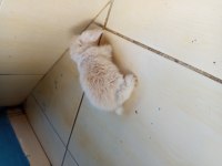 Orjinal hollanda teddy lop tavşan her ile gönderim