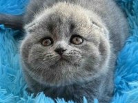 Top kafa ayı surat scottish fold bebek