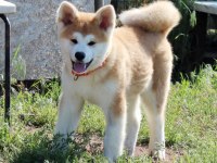Akita İnu Köpeğimiz