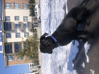 Güzel cane corso kızımız gece