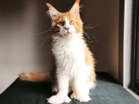 XXL maine coon erkek tüm aşı ve belgeleri dahil şecereli