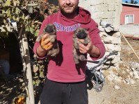 Rezerveye açık chow chow çin aslanı yavrularımız