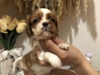 BABY FACE KÜT BURUN ORJİNAL A++ KALİTE KÖPEKLER