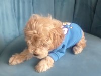 Erkek Tuvalet Eğitimli Maltipoo