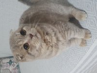 Yavru british shorthair kedimiz