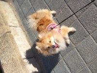 İş yoğunluğundan pomeranian
