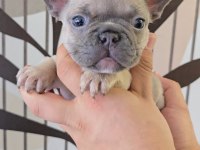Ev Ortamında Bakılan Renkli Gözlü French Bulldog Yavrularım