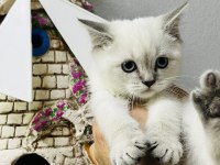 Safkan British Shorthair Bebekler
