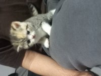 British shorthair yavrular oyuncu