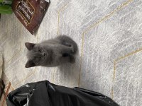 Uyguna ev ortamında büyüme yavru kediler