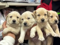 Golden Retriever Bebekler