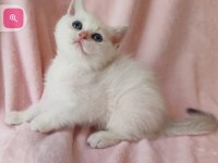 Şafkan British Shorthair