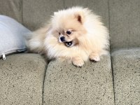 Pomeranian show class 