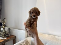 Erkek Toy Poodle Yavru 2 Buçuk Aylık