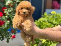 SEVİMLİ TOY POODLE YAVRULARIMIZ