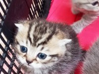 Minik kedilerim