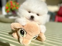 2 ERKEK AYICIKLAR POMERANİAN BOO